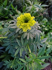 Tagetes erecta