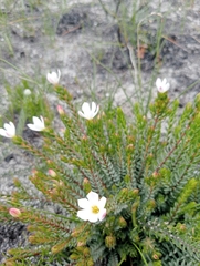 Lachnaea grandiflora