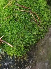 Syntrichia ruralis