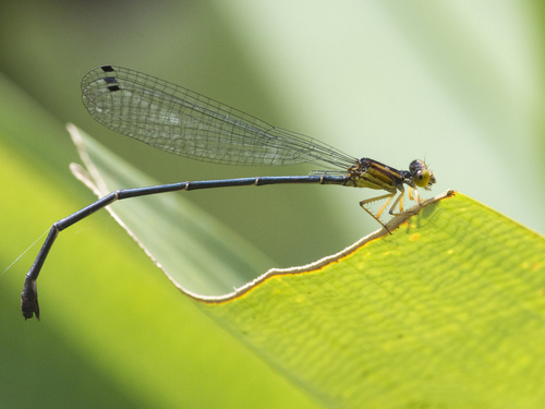 Bromeliagrion fernandezianum