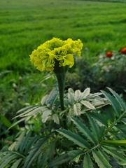 Tagetes erecta