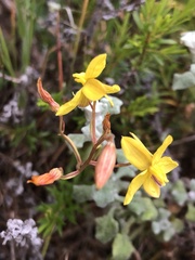 Cyanella lutea