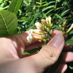Melodinus angustifolius