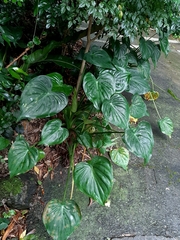 Alocasia cucullata