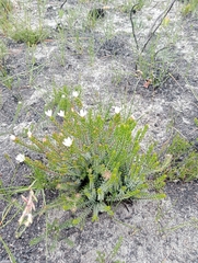 Lachnaea grandiflora