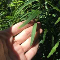Melodinus angustifolius