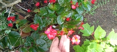 Begonia