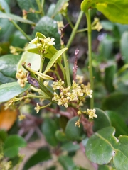 Elaeodendron croceum