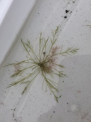 Bryopsis