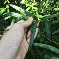 Melodinus angustifolius