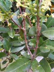 Elaeodendron croceum