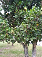 Elaeodendron croceum
