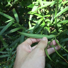 Melodinus angustifolius