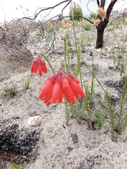 Erica cerinthoides cerinthoides