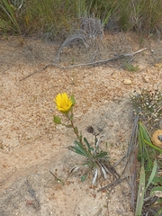 Berkheya herbacea