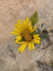 Berkheya herbacea