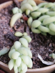 Sedum morganianum