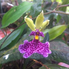 Caucaea sanguinolenta