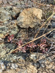 Crassula atropurpurea