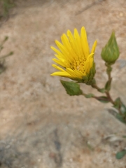 Berkheya herbacea