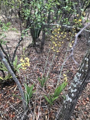 Eulophia streptopetala