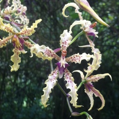 Cyrtochilum ramosissimum