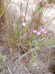 Polygalaceae
