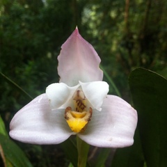 Maxillaria