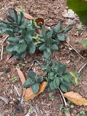 Lonicera sempervirens