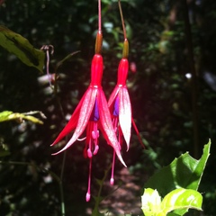 Fuchsia magellanica