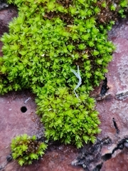 Nyholmiella obtusifolia