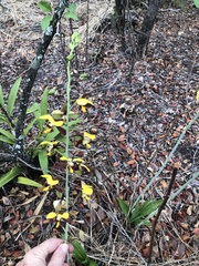 Eulophia streptopetala