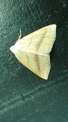 Petrophora chlorosata