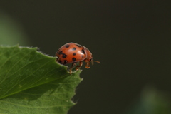Subcoccinella vigintiquatuorpunctata