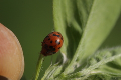 Subcoccinella vigintiquatuorpunctata