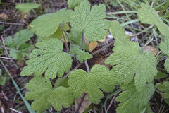 Leonurus quinquelobatus