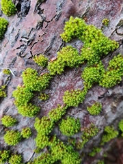 Nyholmiella obtusifolia