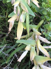 Ferraria crispa