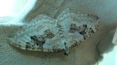 Xanthorhoe montanata