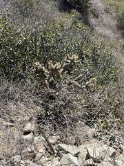 Cylindropuntia prolifera