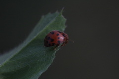 Subcoccinella vigintiquatuorpunctata