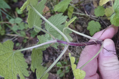 Leonurus quinquelobatus