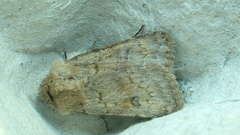 Agrotis cinerea
