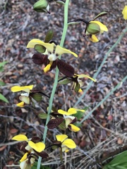 Eulophia streptopetala