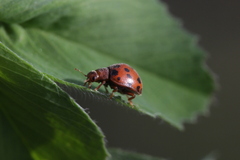 Subcoccinella vigintiquatuorpunctata