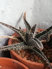 Gasteria