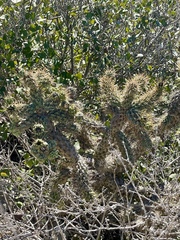 Cylindropuntia prolifera