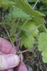 Leonurus quinquelobatus