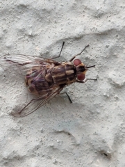 Muscidae