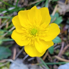 Ranunculus montanus